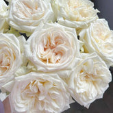 White O'Hara * 20